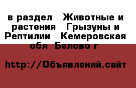  в раздел : Животные и растения » Грызуны и Рептилии . Кемеровская обл.,Белово г.